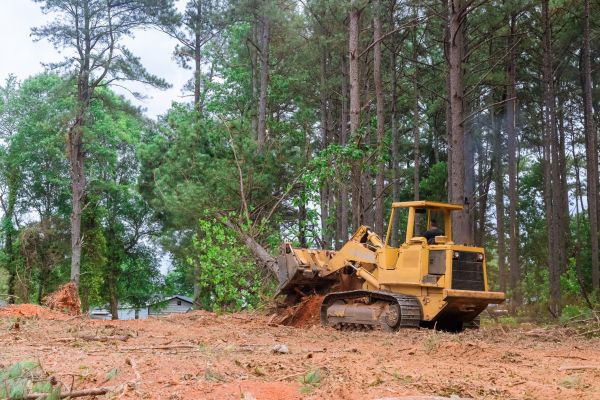 Forestry Clearing in Bozeman