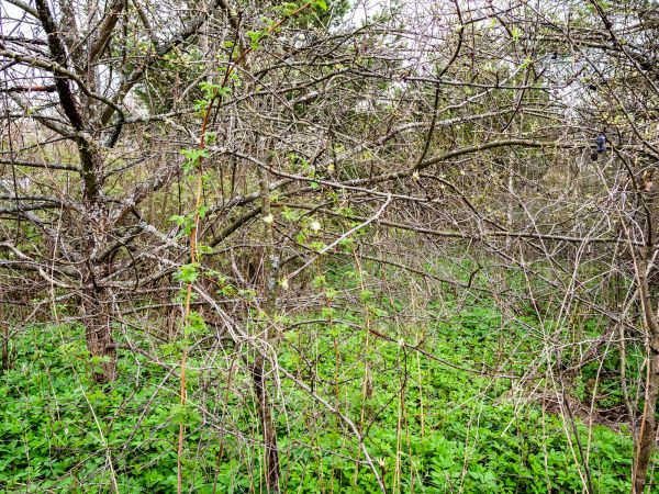 Underbrush Clearing in Bozeman
