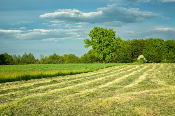Vegetation Removal in Bozeman