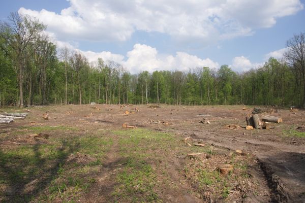 Pasture Clearing in Bozeman