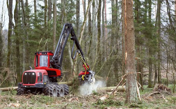 Forest Clearance Service in Bozeman